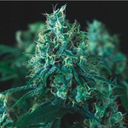 KRYPTONITE FAST · Pyramid Seeds · kenevir tohum · Disi · Fem