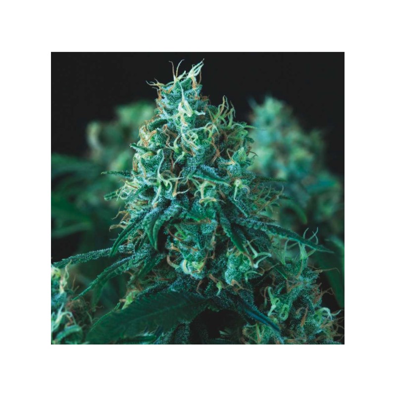 KRYPTONITE FAST · Pyramid Seeds · kenevir tohum · Disi · Fem