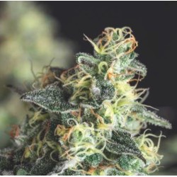 LEMON LARRY OG · Pyramid Seeds · cannabis seeds · Fem