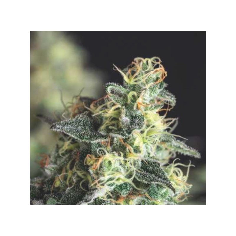 LEMON LARRY OG · Pyramid Seeds · cannabis seeds · Fem