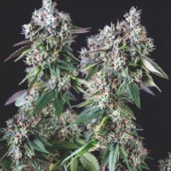 MENDOCINO PURPLE KUSH · Pyramid Seeds · kenevir tohum · Disi · Fem