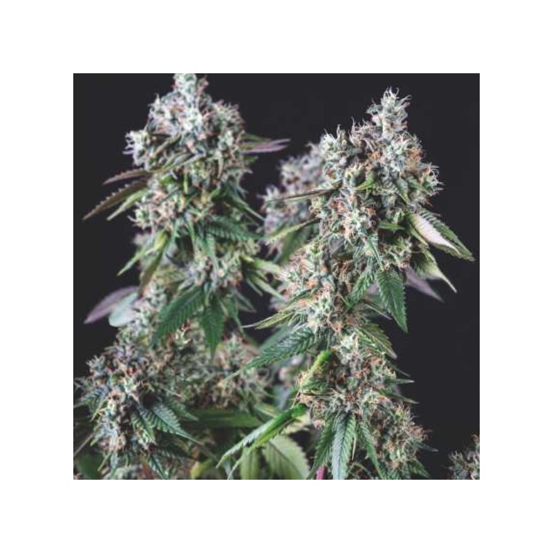 MENDOCINO PURPLE KUSH · Pyramid Seeds · kenevir tohum · Disi · Fem