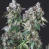 MENDOCINO PURPLE KUSH · Pyramid Seeds · kenevir tohum · Disi · Fem