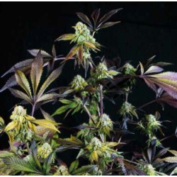 SUNSET SHERBET · Pyramid Seeds · kenevir tohum · Disi · Fem