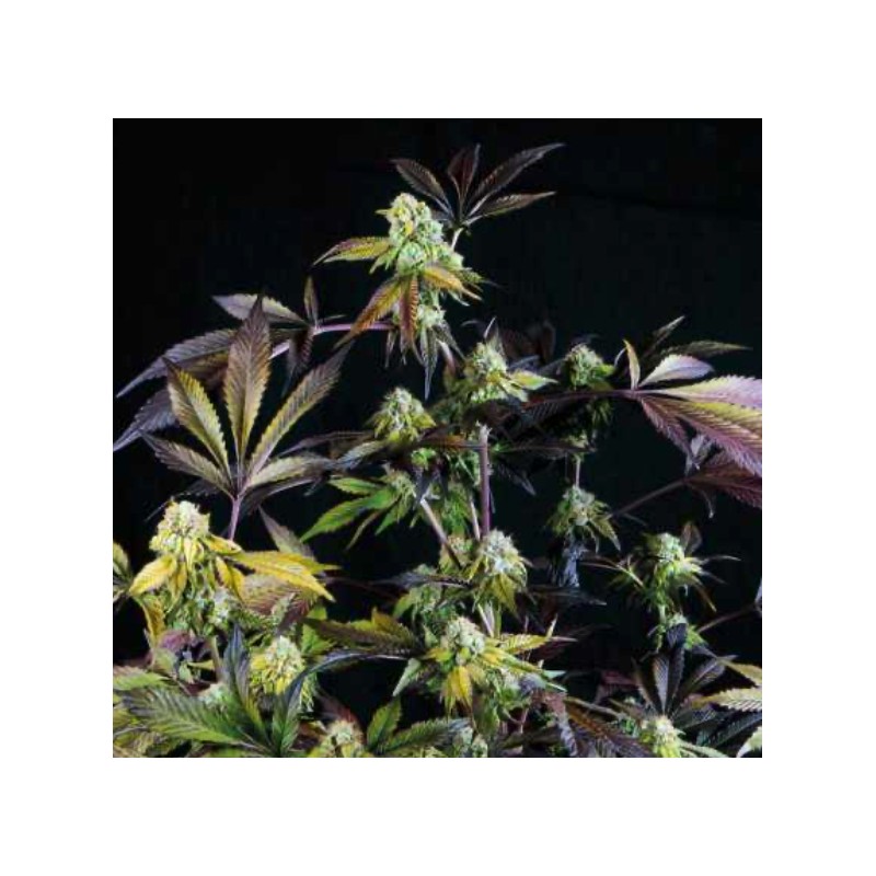 SUNSET SHERBET · Pyramid Seeds · kenevir tohum · Disi · Fem