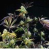 SUNSET SHERBET · Pyramid Seeds · cannabis seeds · Fem