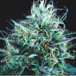 PURPLE URKLE X BLUE PYRAMID · Pyramid Seeds · cannabis seeds · Fem