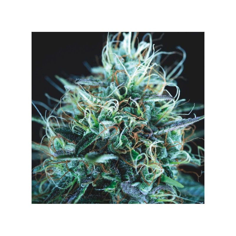 PURPLE URKLE X BLUE PYRAMID · Pyramid Seeds · kenevir tohum · Disi · Fem
