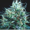 PURPLE URKLE X BLUE PYRAMID · Pyramid Seeds · cannabis seeds · Fem
