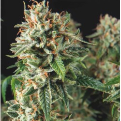 SUPER OG KUSH FAST · Pyramid Seeds · cannabis seeds · Fem