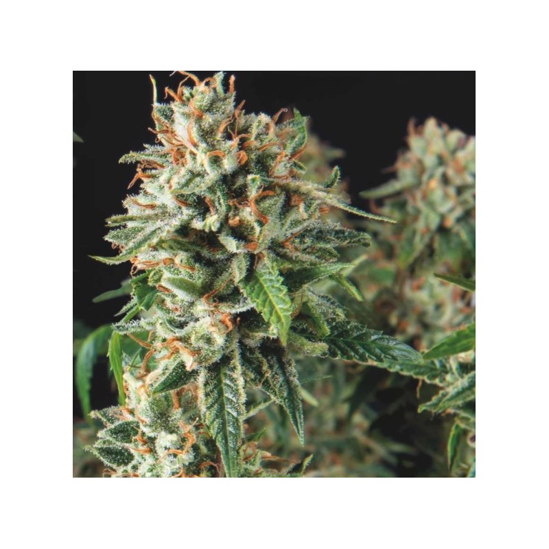 SUPER OG KUSH FAST · Pyramid Seeds · cannabis seeds · Fem