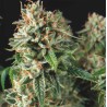 SUPER OG KUSH FAST · Pyramid Seeds · cannabis seeds · Fem