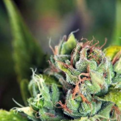 TAHOE CURE · Pyramid Seeds · kenevir tohum · Disi · Fem
