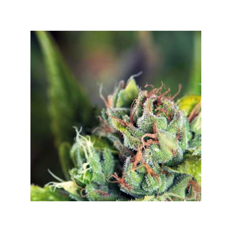 TAHOE CURE · Pyramid Seeds · cannabis seeds · Fem