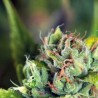 TAHOE CURE · Pyramid Seeds · kenevir tohum · Disi · Fem