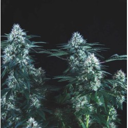 TUTANKHAMON FAST · Pyramid Seeds · cannabis seeds · Fem