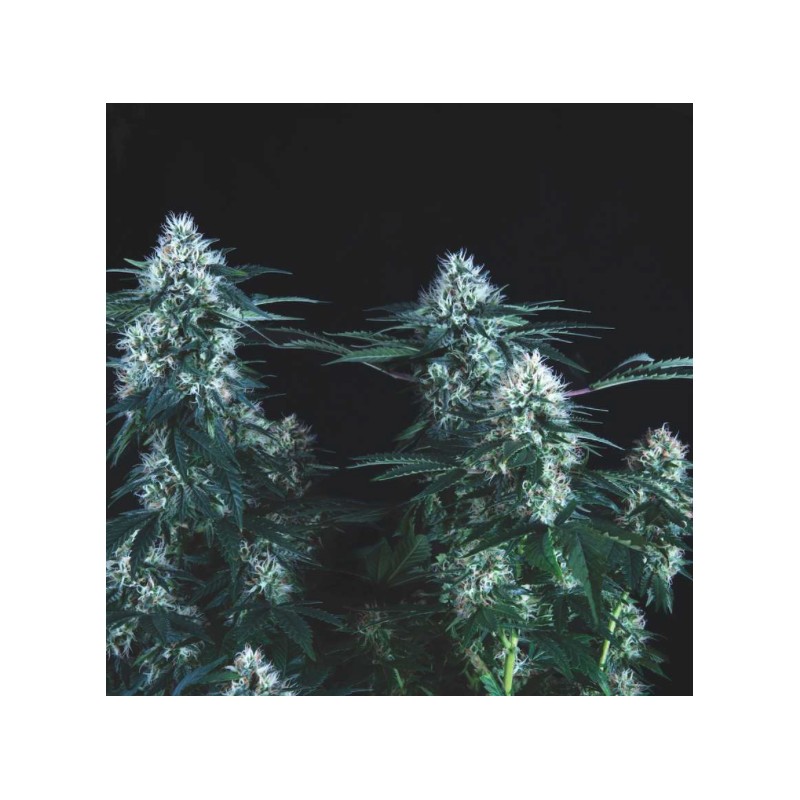 TUTANKHAMON FAST · Pyramid Seeds · kenevir tohum · Disi · Fem