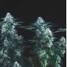 TUTANKHAMON FAST · Pyramid Seeds · kenevir tohum · Disi · Fem