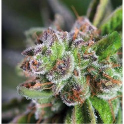 WATERMELON ZKITTLEZ · Pyramid Seeds · cannabis seeds · Fem