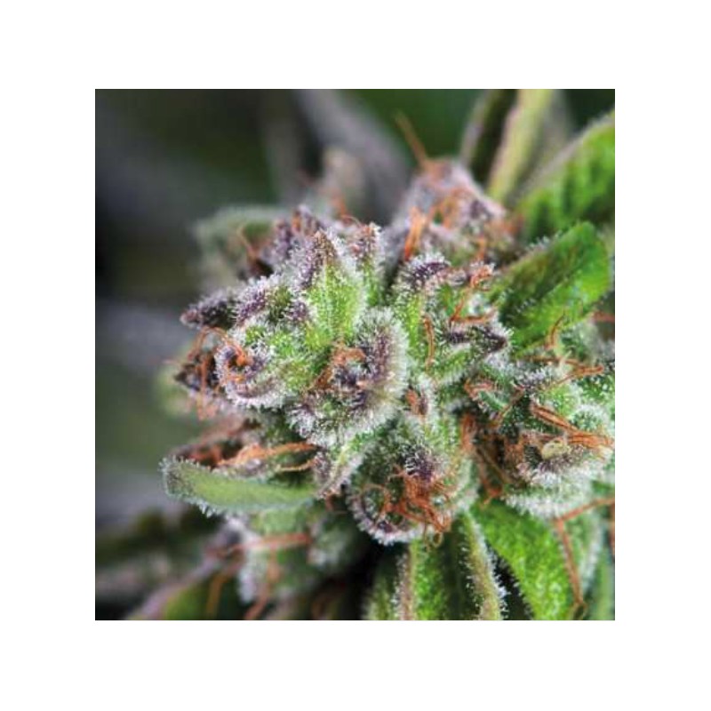 WATERMELON ZKITTLEZ · Pyramid Seeds · cannabis seeds · Fem