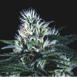 WEMBLEY FAST · Pyramid Seeds · kenevir tohum · Disi · Fem