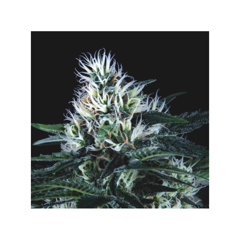 WEMBLEY FAST · Pyramid Seeds · cannabis seeds · Fem