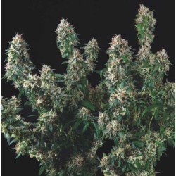 TUTANKHAMON X COOKIES USA · Pyramid Seeds · kenevir tohum · Disi · Fem