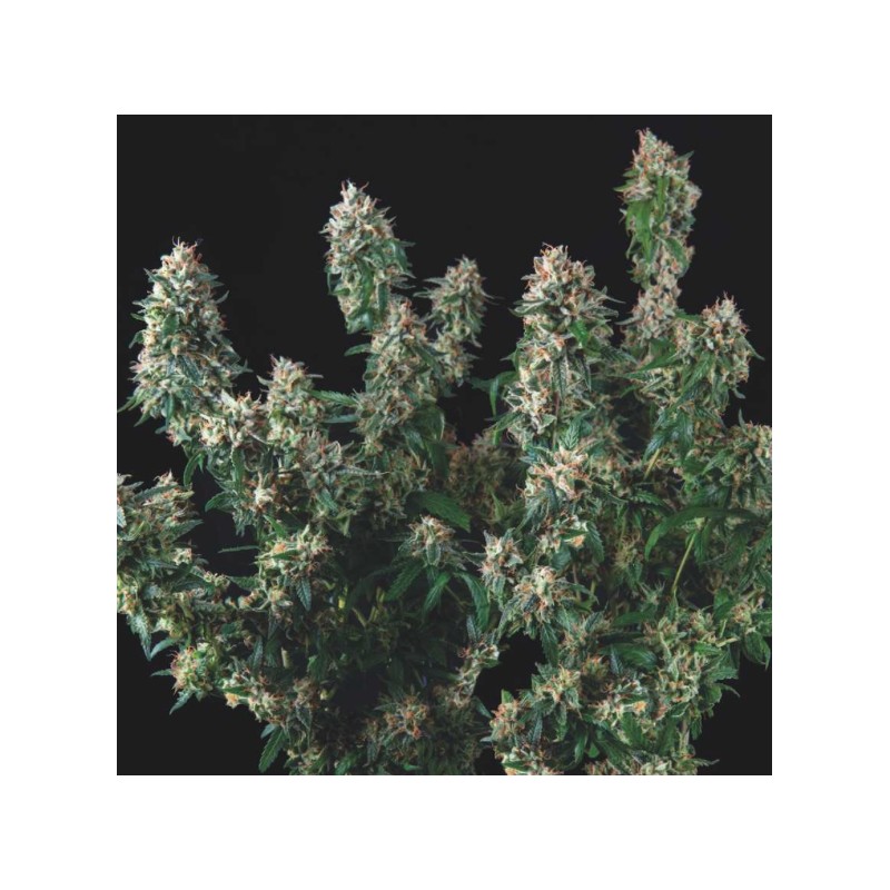 TUTANKHAMON X COOKIES USA · Pyramid Seeds · kenevir tohum · Disi · Fem