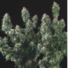 TUTANKHAMON X COOKIES USA · Pyramid Seeds · cannabis seeds · Fem