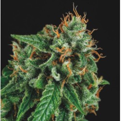 TUTANKHAMON X GORILLA GLUE · Pyramid Seeds · cannabis seeds · Fem