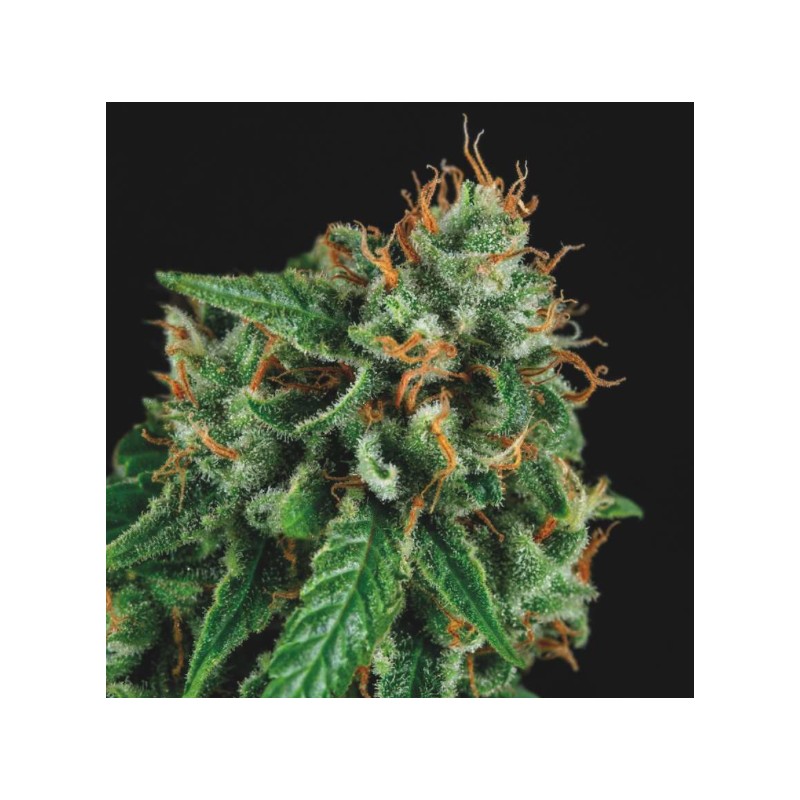 TUTANKHAMON X GORILLA GLUE · Pyramid Seeds · kenevir tohum · Disi · Fem