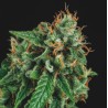 TUTANKHAMON X GORILLA GLUE · Pyramid Seeds · cannabis seeds · Fem