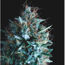 TUTANKHAMON X RUNTZ · Pyramid Seeds · kenevir tohum · Disi · Fem