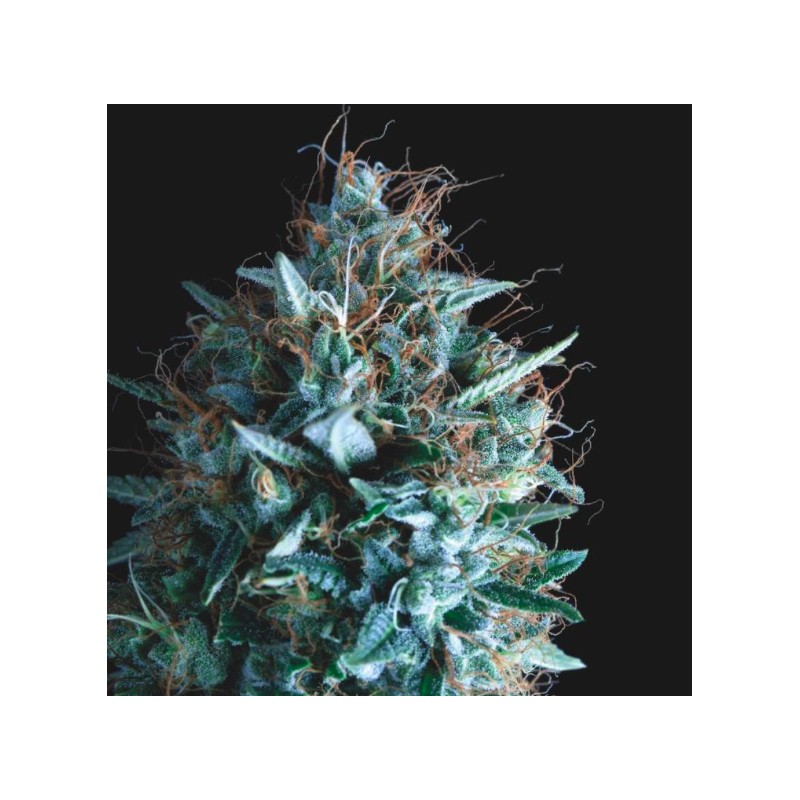 TUTANKHAMON X RUNTZ · Pyramid Seeds · kenevir tohum · Disi · Fem