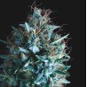 TUTANKHAMON X RUNTZ · Pyramid Seeds · cannabis seeds · Fem