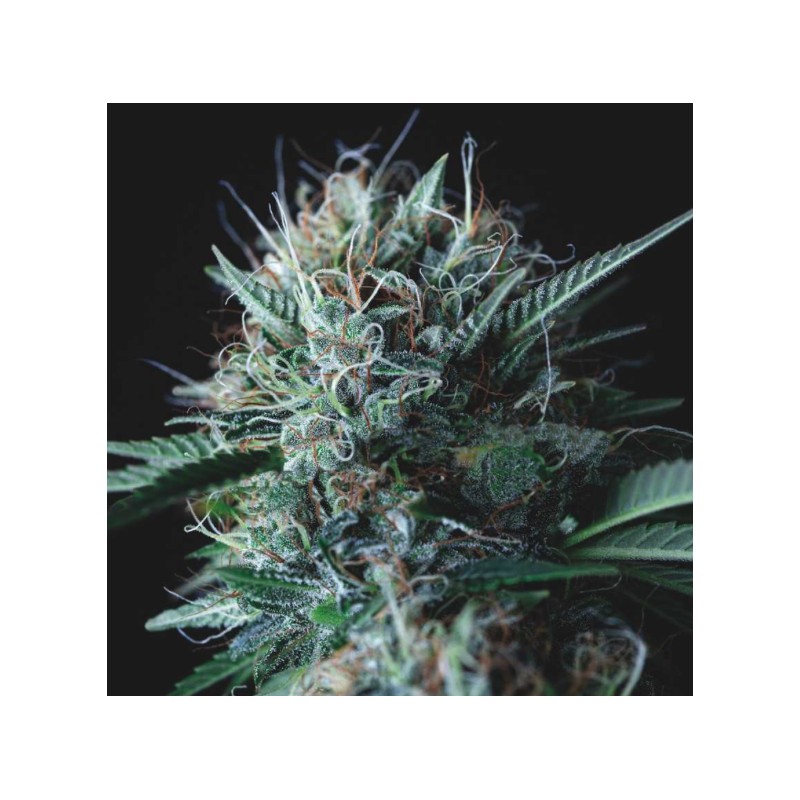 WEMBLEY X MENDOCINO · Pyramid Seeds · kenevir tohum · Disi · Fem