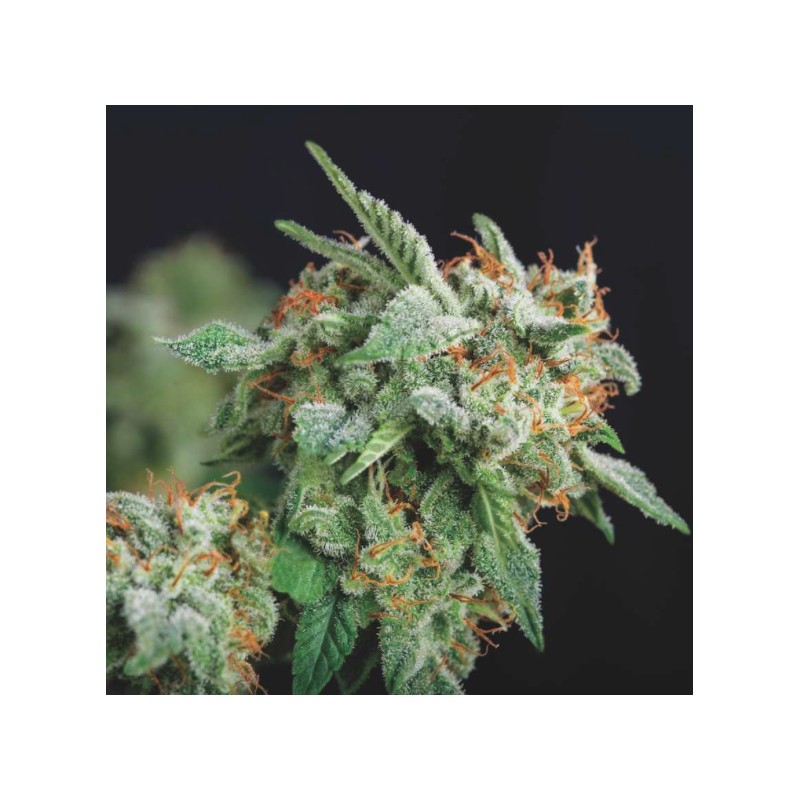 NORTHERN LIGHTS X RUNTZ · Pyramid Seeds · kenevir tohum · Disi · Fem