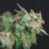 NORTHERN LIGHTS X RUNTZ · Pyramid Seeds · cannabis seeds · Fem