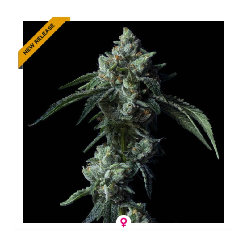 CHALLAH BREAD · DNA Genetics · kenevir tohum · disi · Fem