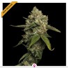 KOSHER PROPHET · DNA Genetics · kenevir tohum · disi · Fem
