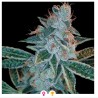 LEMON OG KUSH · DNA Genetics · kenevir tohum · disi · Fem