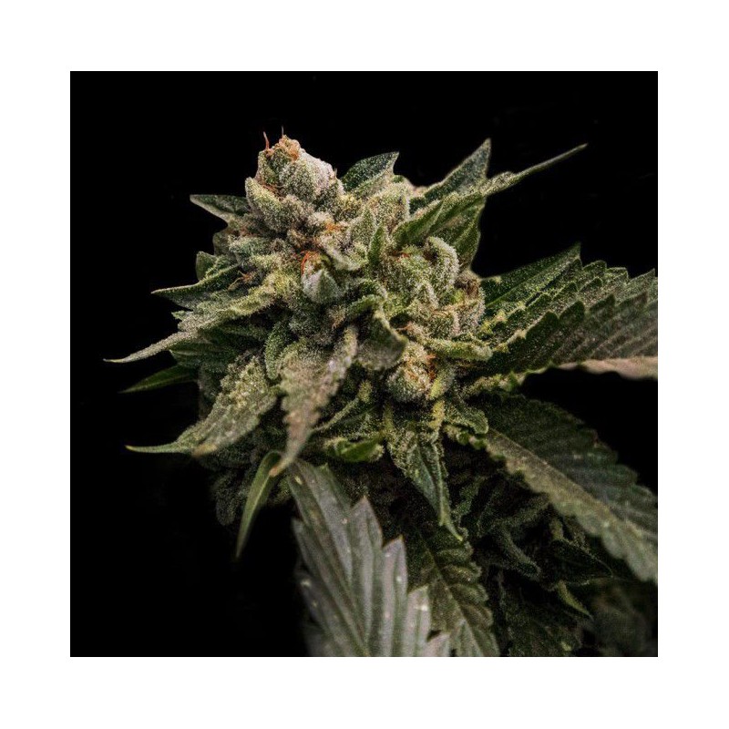 STRAWBERRY SORBET · DNA Genetics · kenevir tohum · disi · Fem