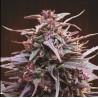 PURPLE HAZE X MALAWI · Ace Seeds · cannabis seeds · Fem