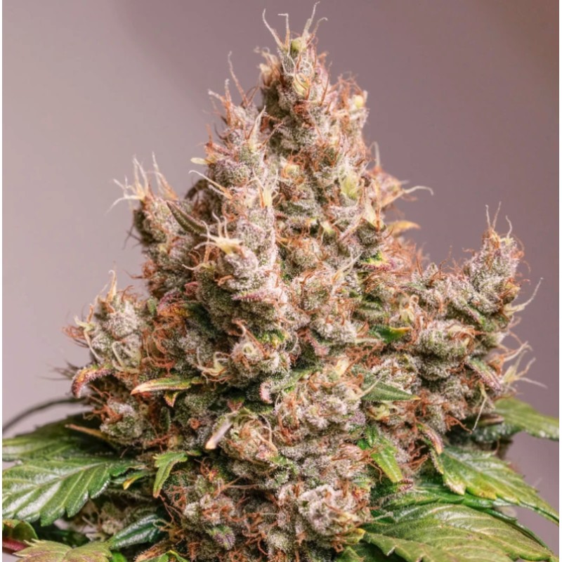 AUTO RED TROPICANA COOKIES · Dutch Passion · kenevir tohum · Disi · Auto Fem