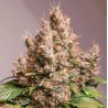 AUTO RED TROPICANA COOKIES · Dutch Passion · cannabis seeds · Auto Fem