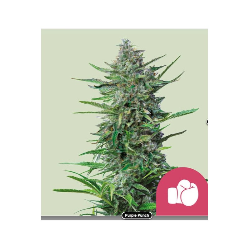 PURPLE PUNCH · Royal Queen Seeds · kenevir tohum · Disi · Fem