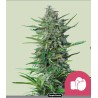 PURPLE PUNCH · Royal Queen Seeds · cannabis seeds · Fem