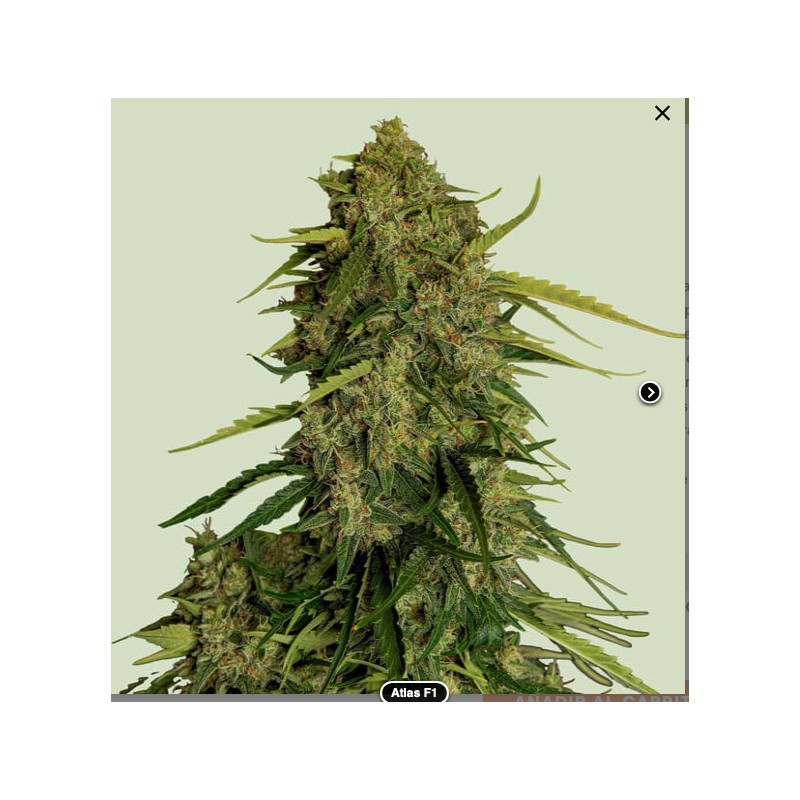 ATLAS F1 · Royal Queen Seeds · kenevir tohum · Disi · Fem