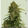ATLAS F1 · Royal Queen Seeds · kenevir tohum · Disi · Fem
