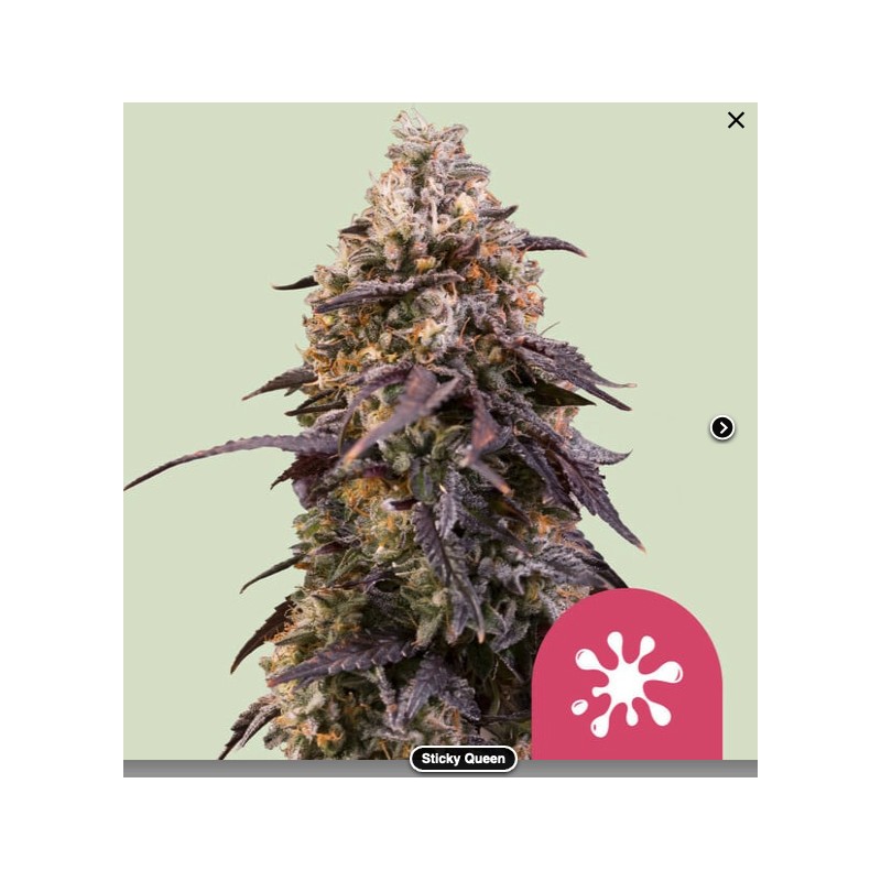 STICKY QUEEN · Royal Queen Seeds · cannabis seeds · Fem